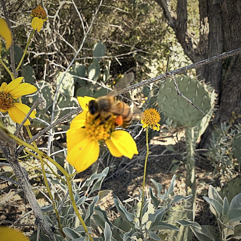 bee on a wildflower
