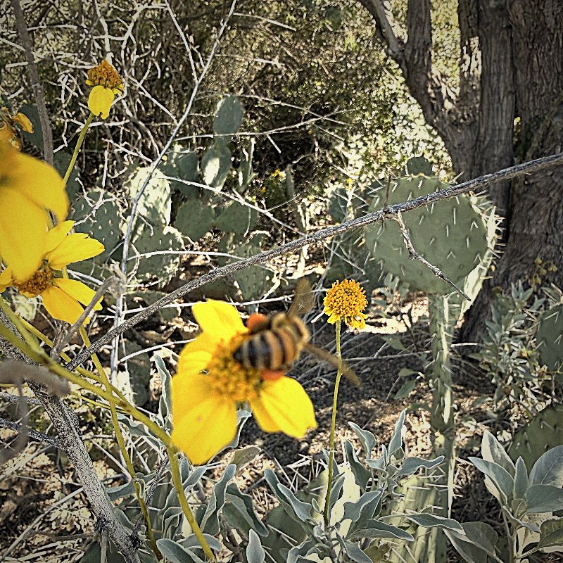 bee on cactus bloom