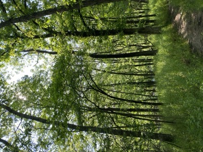 green wooded trail