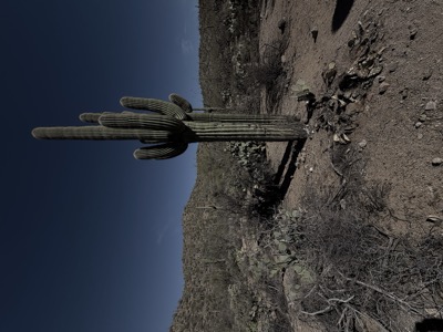 lone saguaro in scrub