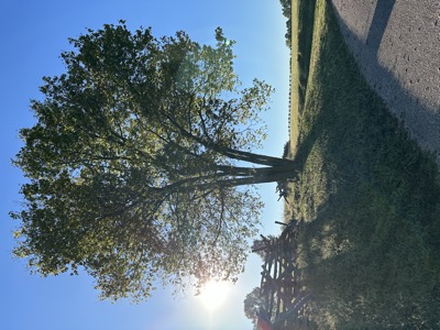 roadside tree in late light