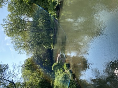 quiet creek under trees