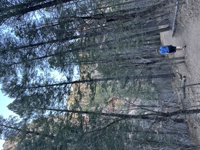 pine path in mountain light