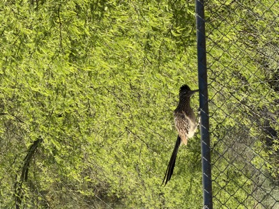 bird on a fence