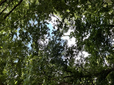 light through dense canopy
