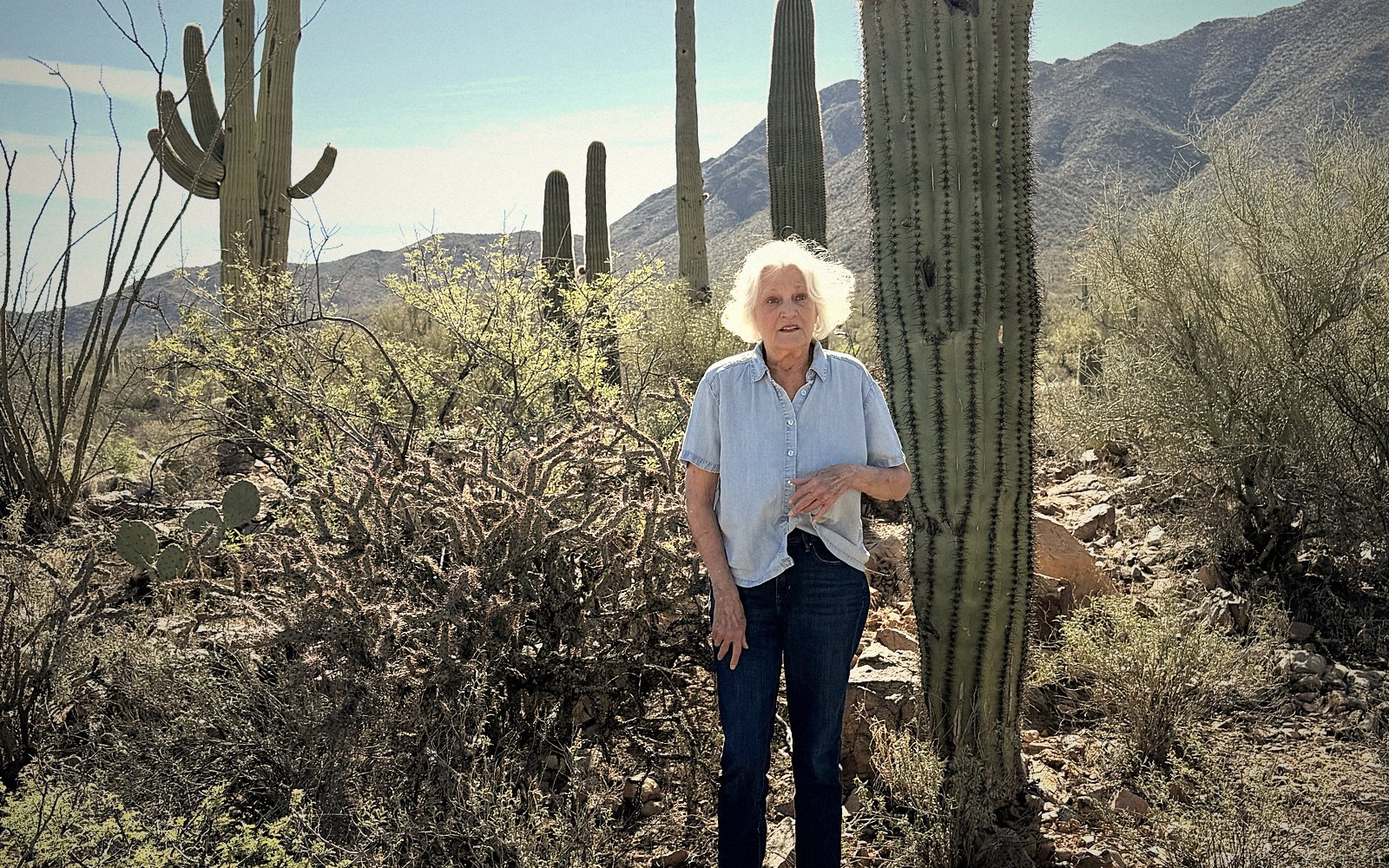 Saguaro hillside