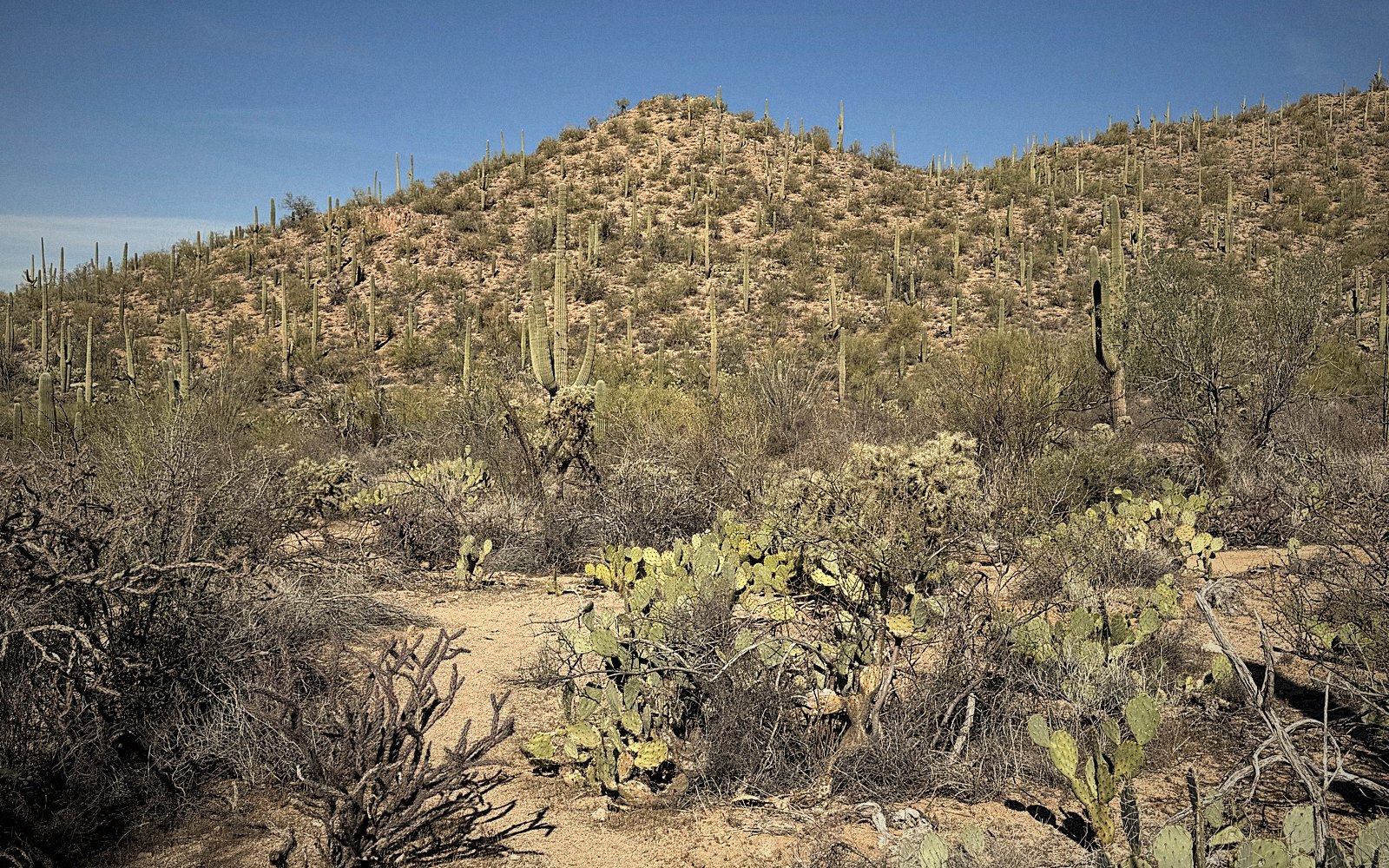 Layered desert landscape