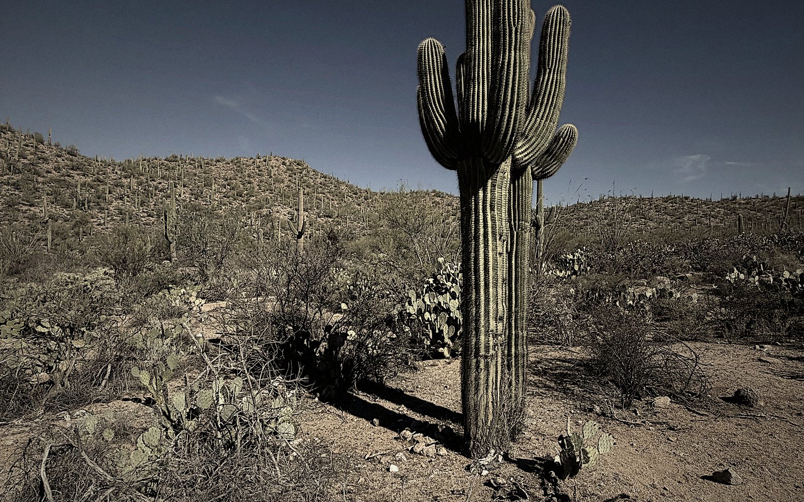 Lone saguaro