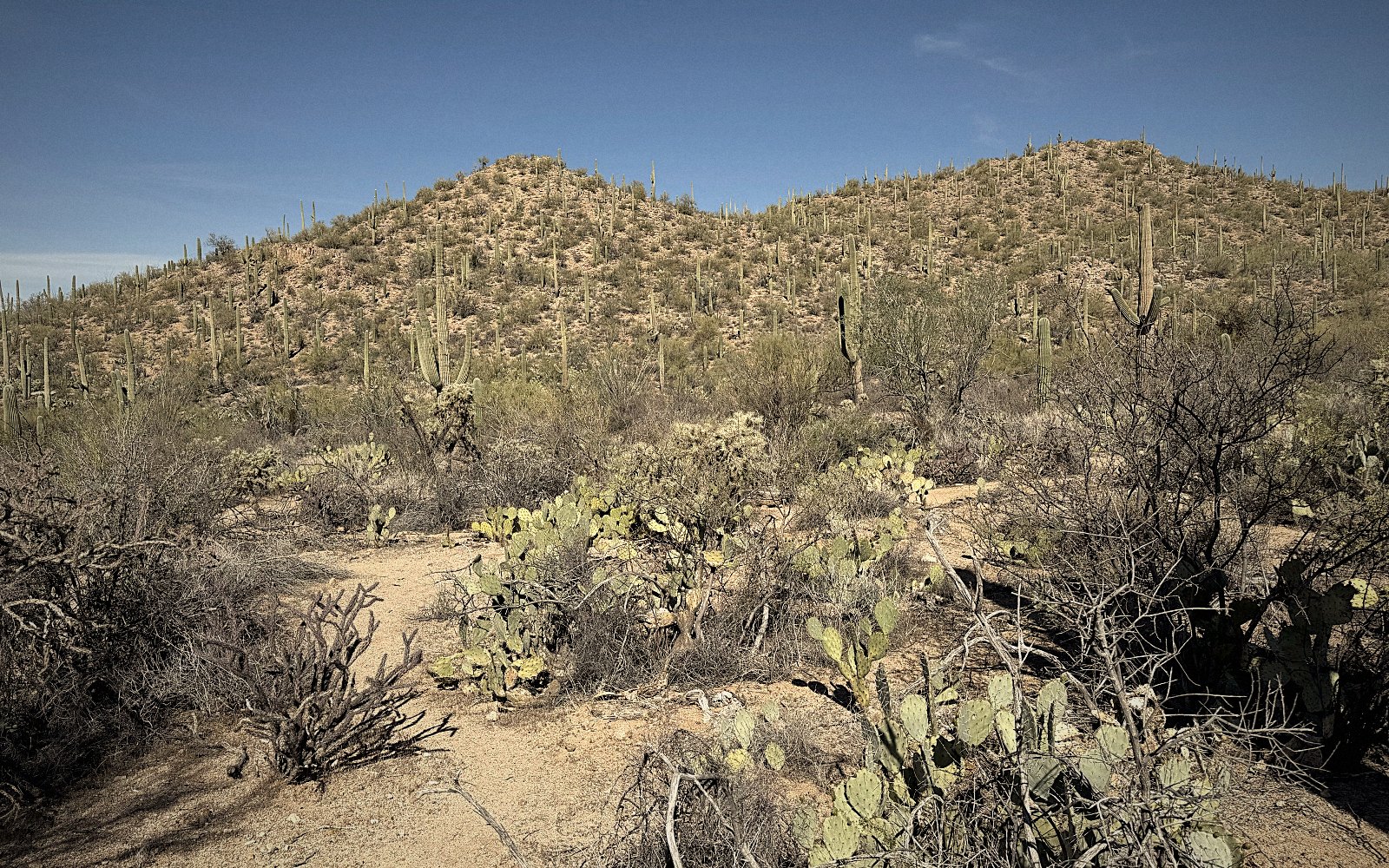 Desert panorama