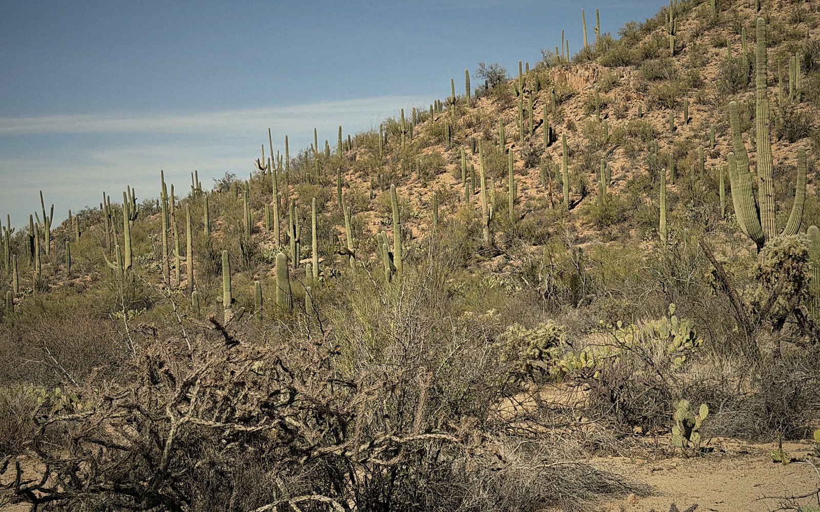 Saguaro closeup